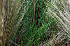 Ottoa oenanthoides