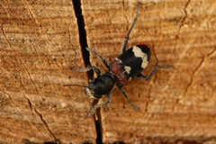 Clerus mutillarius