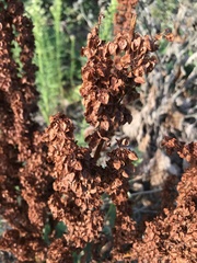 Rumex patientia