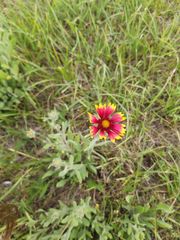 Gaillardia pulchella