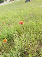 Gaillardia pulchella