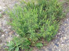 Lepidium ruderale