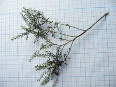 Lepidium ruderale