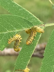 Pristiphora geniculata