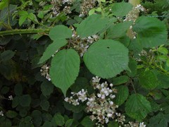 Rubus incurvatiformis