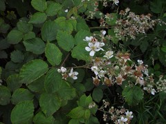 Rubus incurvatiformis