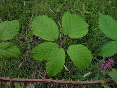 Rubus incurvatiformis