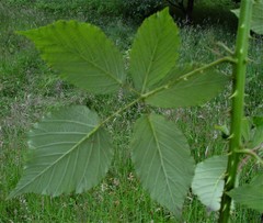 Rubus incurvatiformis