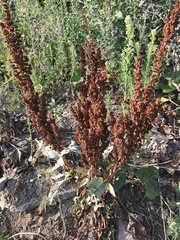 Rumex patientia
