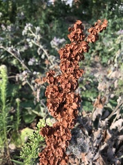 Rumex patientia
