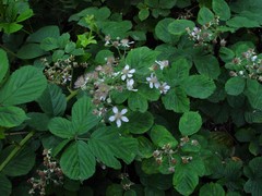 Rubus mucronulatus