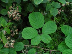 Rubus mucronulatus