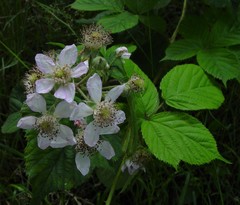 Rubus mucronulatus