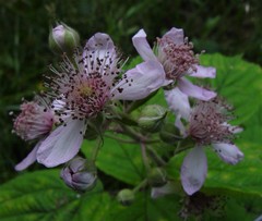 Rubus mucronulatus