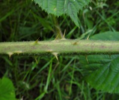Rubus mucronulatus