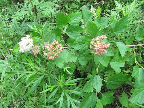 Putinalapis pūslenis nuotrauka