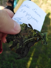Myzus cerasi