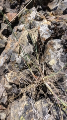 Allium marschalianum