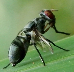 Plagiostenopterina