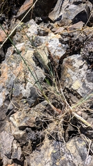 Allium marschalianum