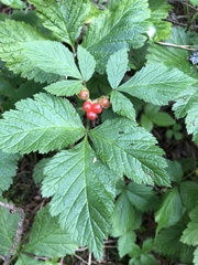 Rubus saxatilis