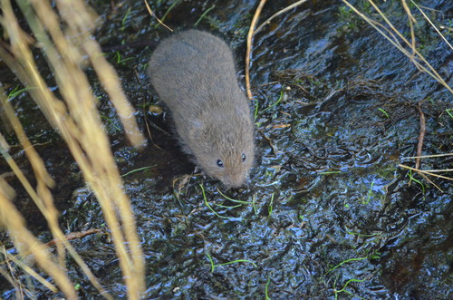 Rata de agua (Arvicola sapidus)