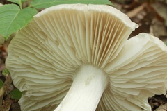 Megacollybia platyphylla image