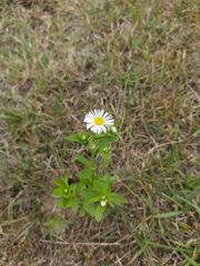 Erigeron strigosus septentrionalis