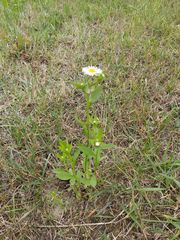 Erigeron strigosus septentrionalis