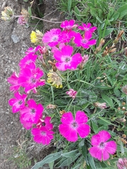 Dianthus pavonius