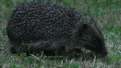 Erinaceus europaeus