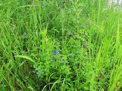 Scutellaria strigillosa