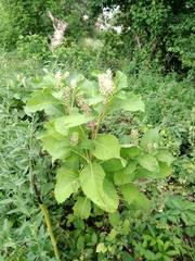 Phytolacca acinosa