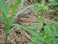 Coluber constrictor latrunculus