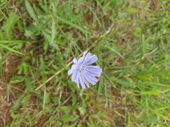 Cichorium intybus