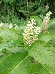 Phytolacca acinosa