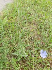 Cichorium intybus