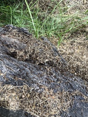 Formica polyctena × rufa