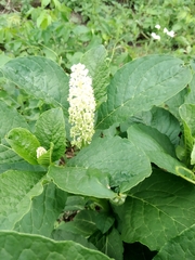 Phytolacca acinosa