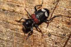 Clerus mutillarius