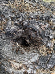 Formica polyctena × rufa
