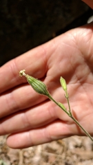 Silene viridiflora