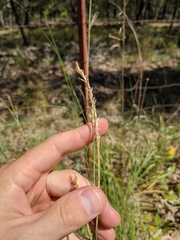 Elionurus tripsacoides