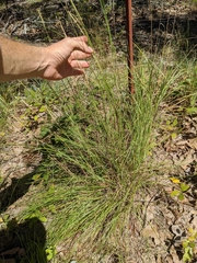 Elionurus tripsacoides