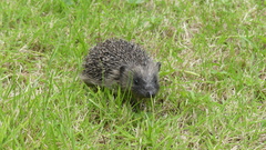 Erinaceus europaeus