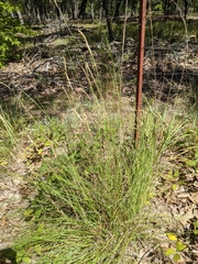 Elionurus tripsacoides