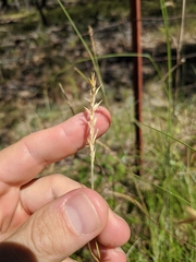 Elionurus tripsacoides