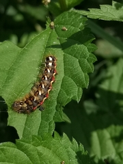 Acronicta rumicis