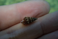 Cerithium renovatum