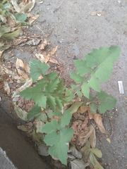 Sonchus oleraceus